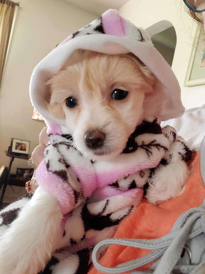 Valour'sTalk Curd-y To Me TDI