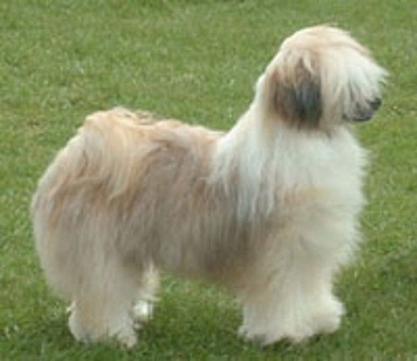 Yorcrechi's Hair To Stay