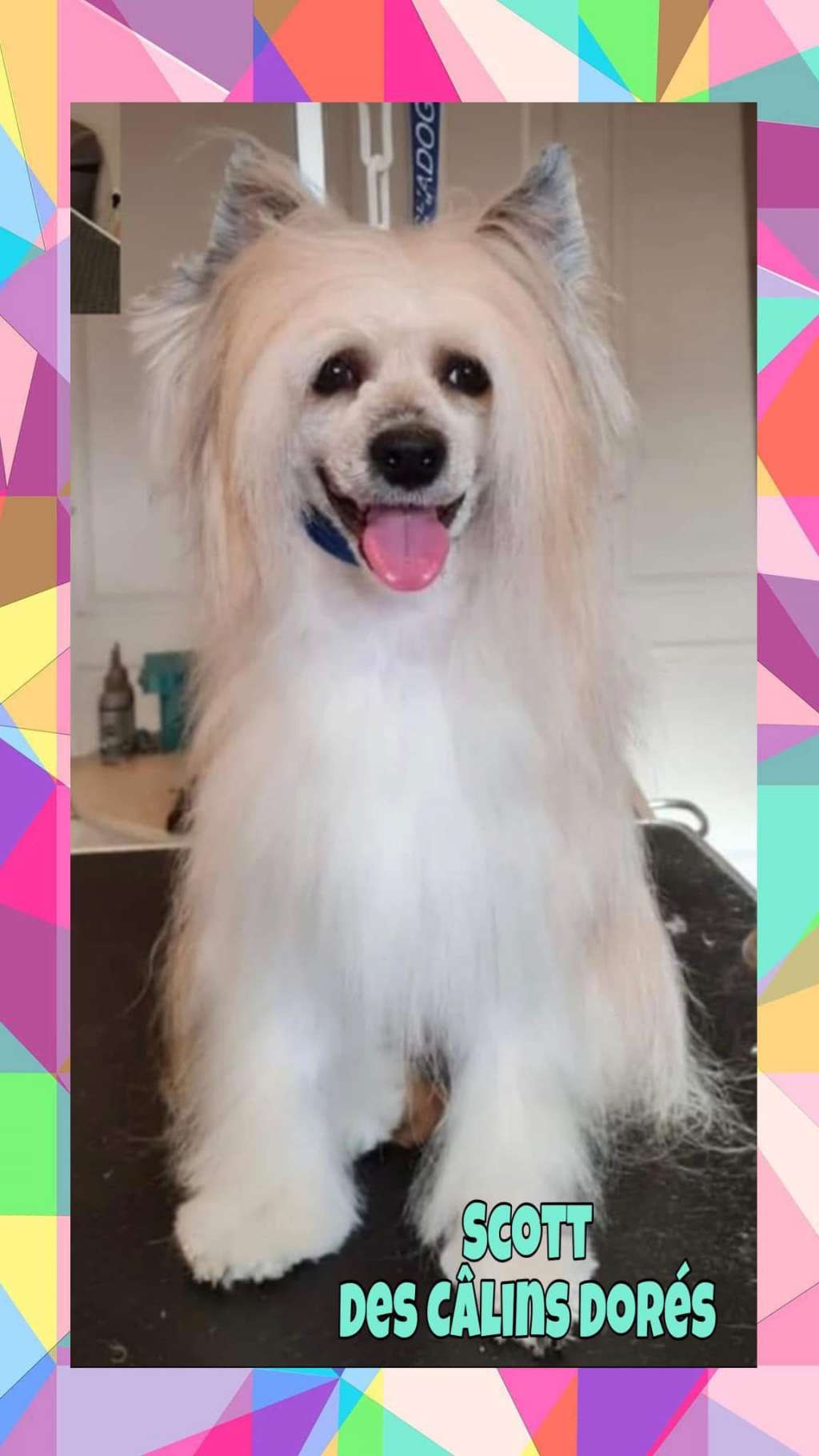 Scott des calins dores