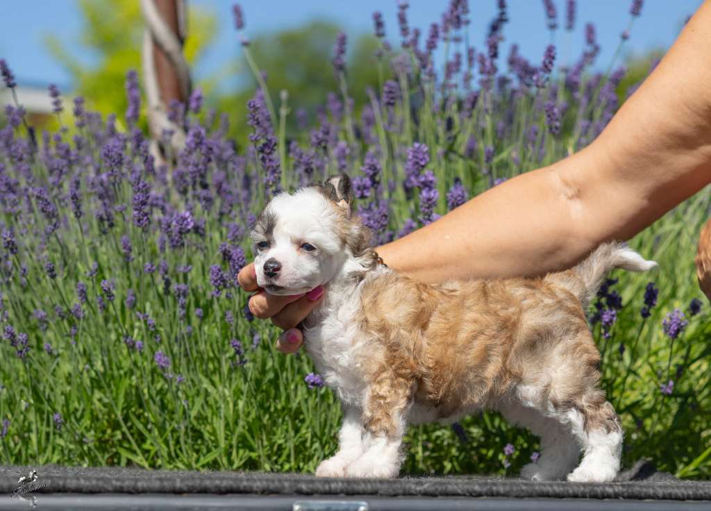 Family Song's Chicoletta