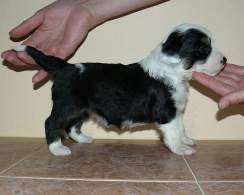 Barma Chlupatý Poklad