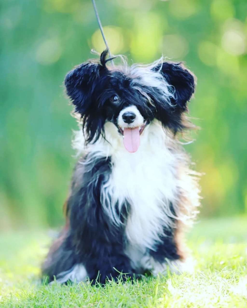 Anna Sky Kennel Ultra DeLuxe