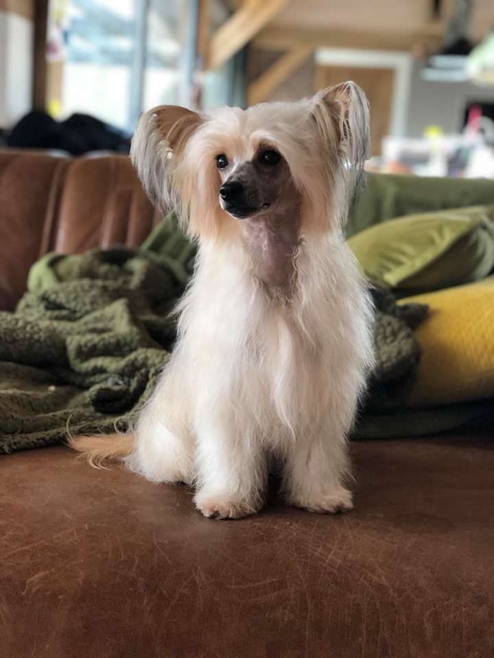 Dream Of An Angel of Ria's Pride