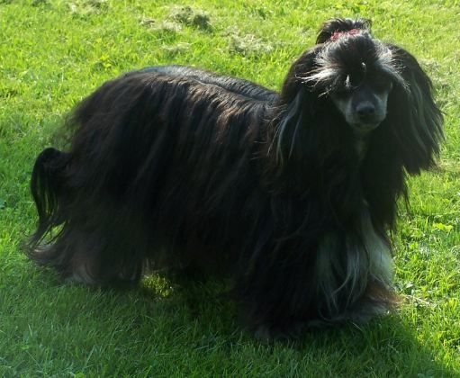 Månblekans Maximilian