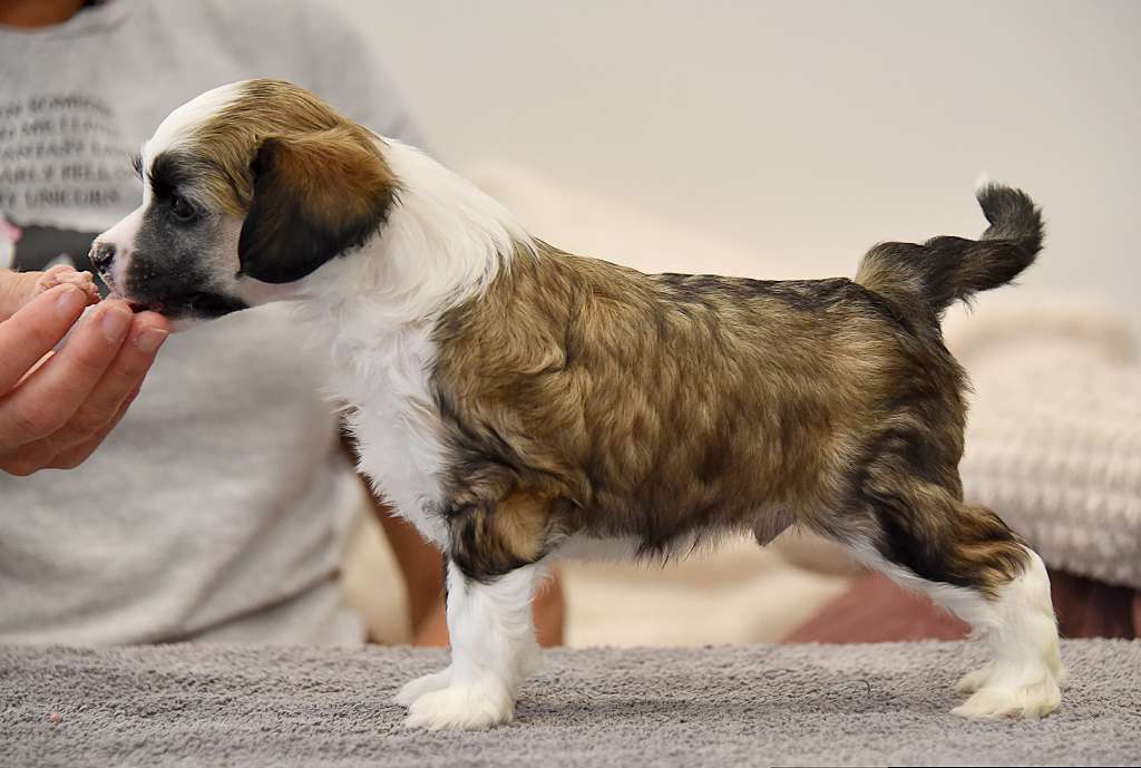 Jean Dark Hocus Pocus