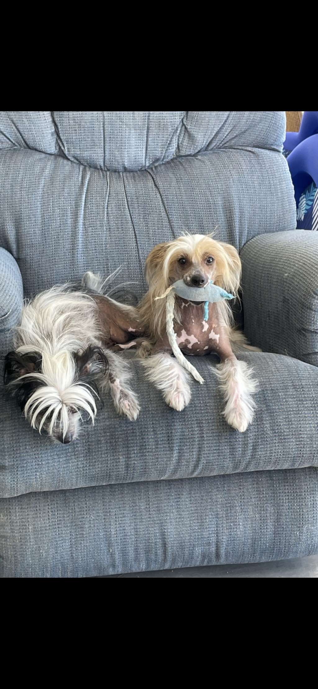 Lil Miss Violet of Ponyville