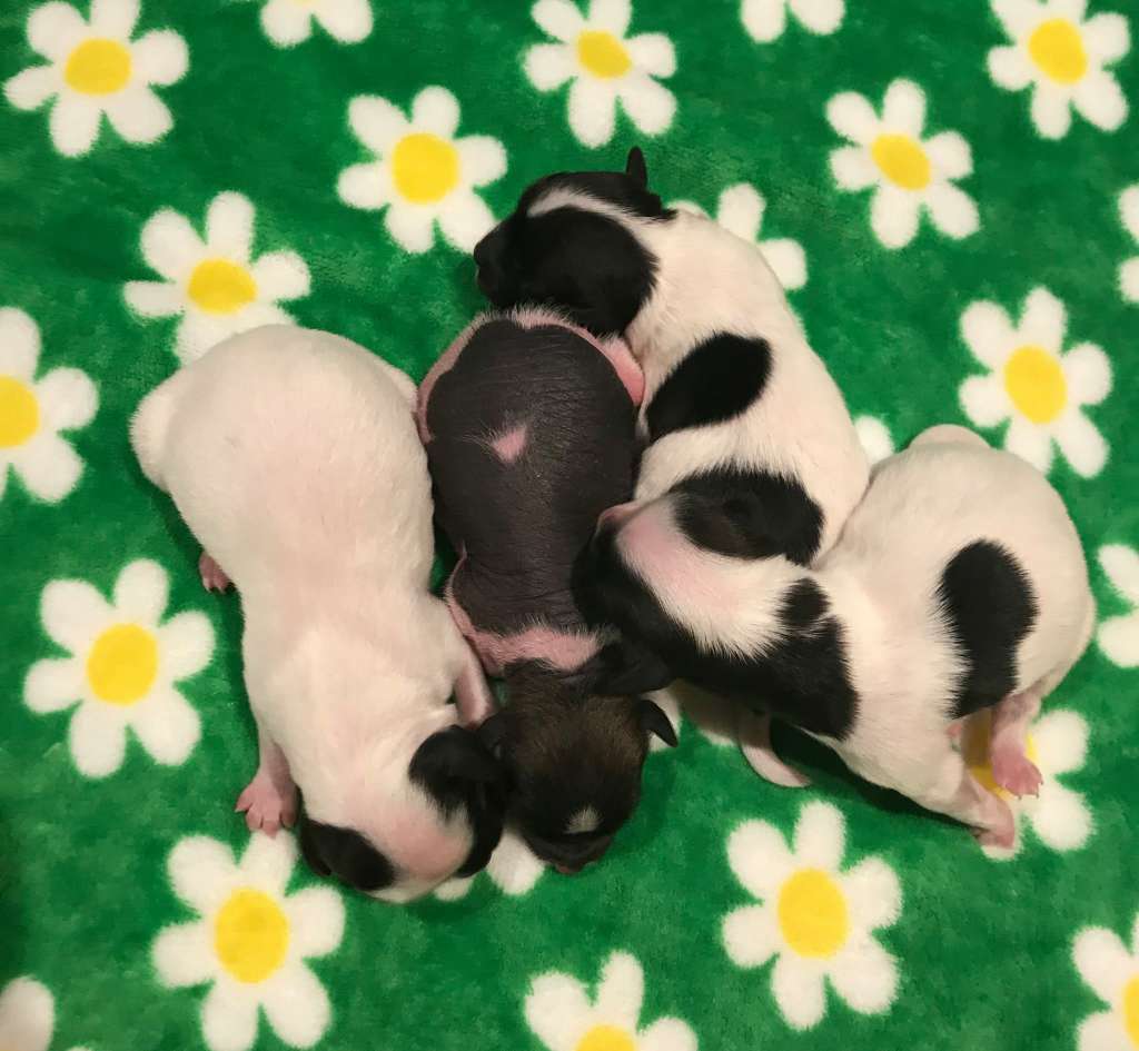 Lorita Star Malen'kaya Nimfa