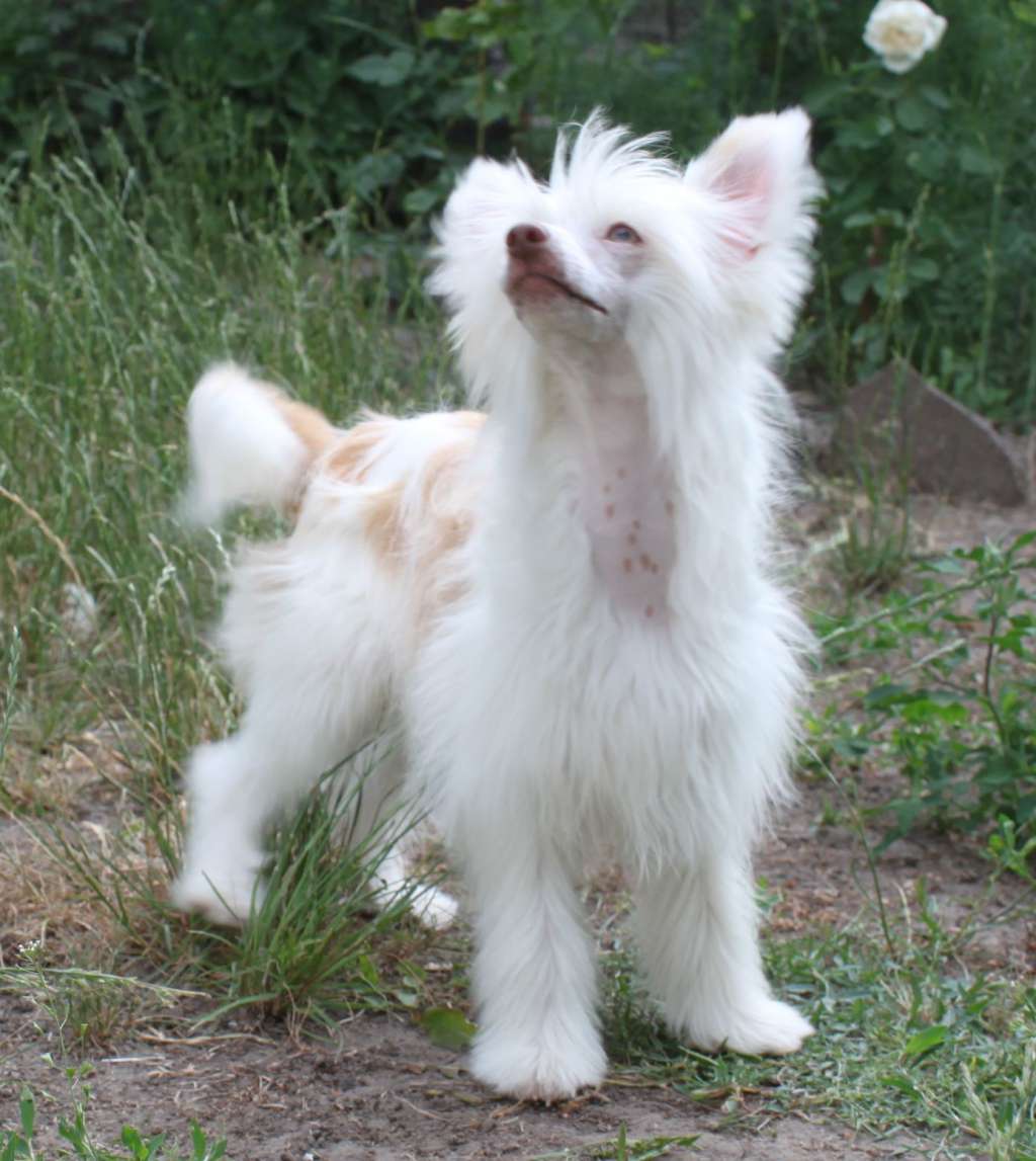 Jazzy Glee iz Clana Timurlana