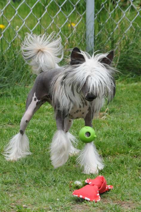 Masquerade Don't Toy With Mia