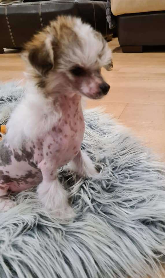 Koreke Faith Hope Pixie Dust