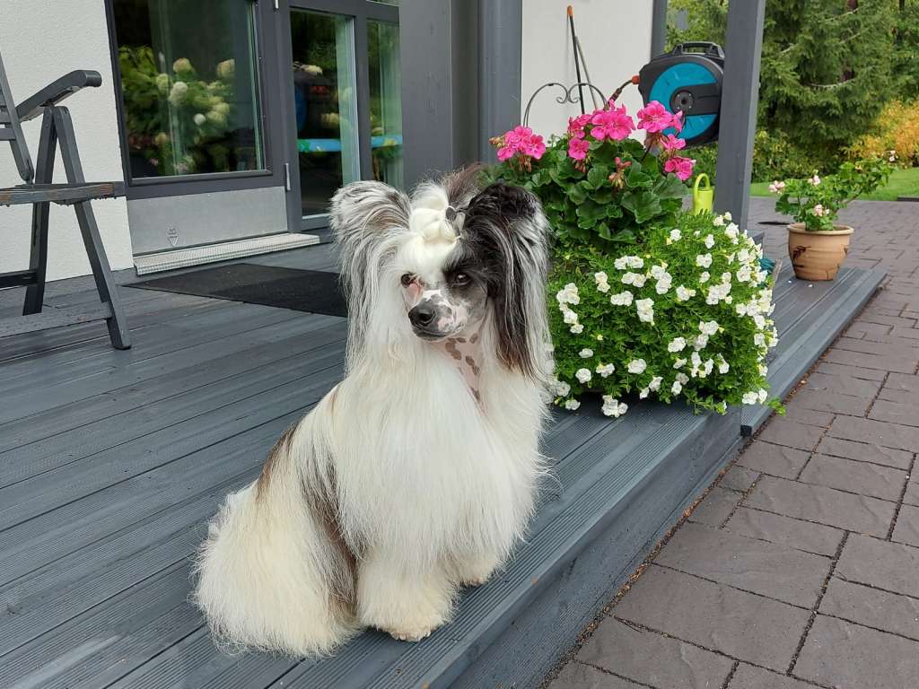 Joyway's Follow The Stars