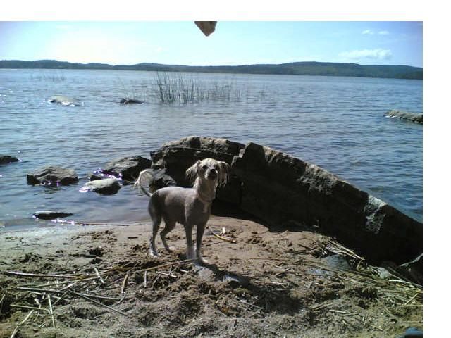 Proud Pony Black Magic Woman