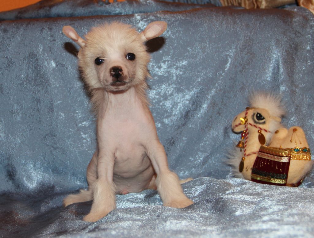 Olegro Katrin Samuray