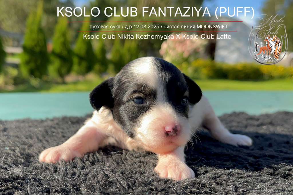 Ksolo Club Fantaziya
