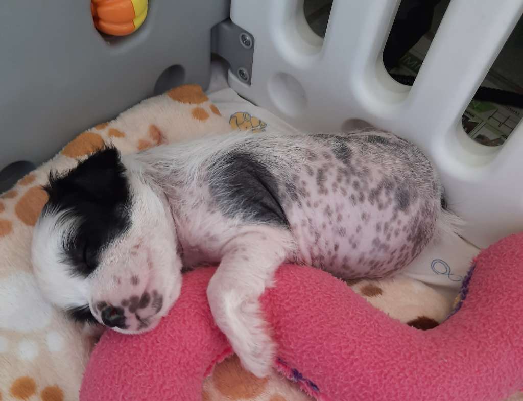 Louan- Soel vom Apfelland