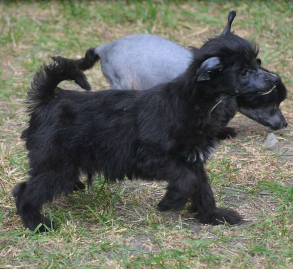 Magic of Success Divine Charm