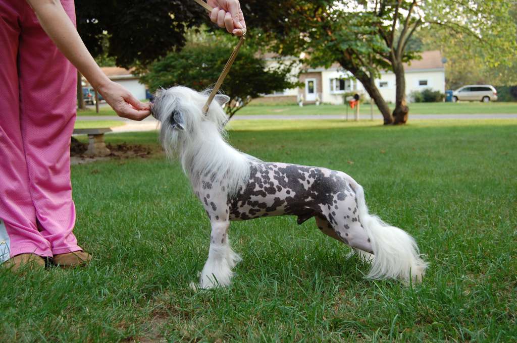 Castaway's Pinot Grigio At XIAO Ma