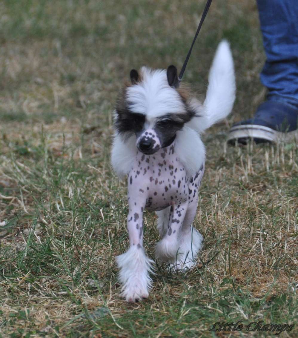 Nina Ricci Little Champs