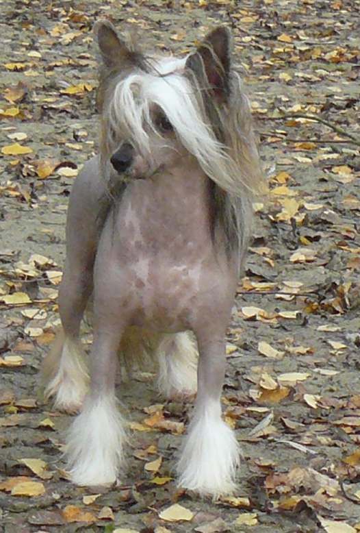 Hynès Top Model de Rama