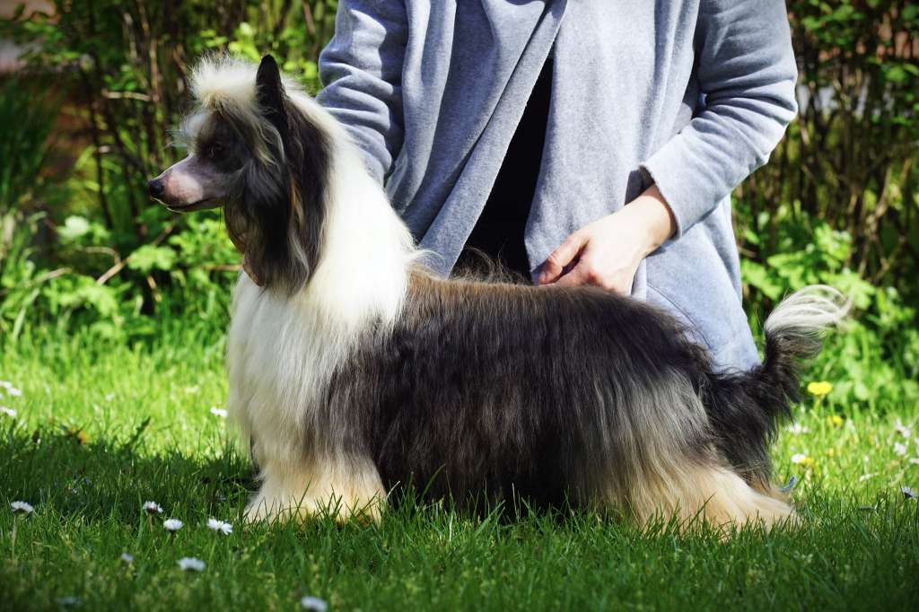 When Pigs Fly Heybett