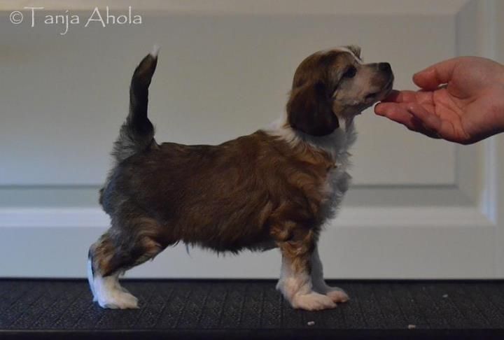 Lunacrest Nacho Libre