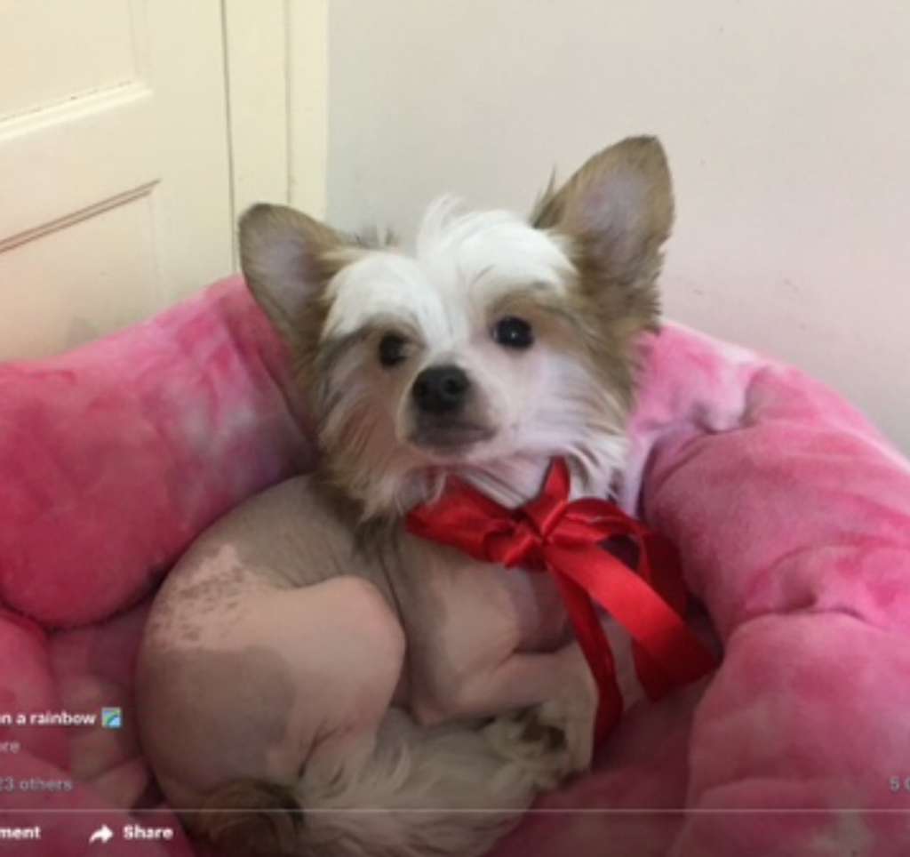 Colliwood's just riding a rainbow