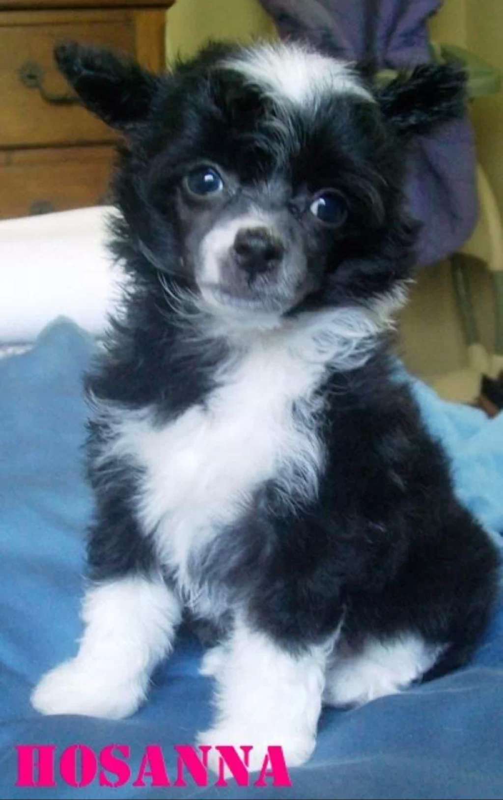 Heart of Dixie's Hosanna To the Rescue