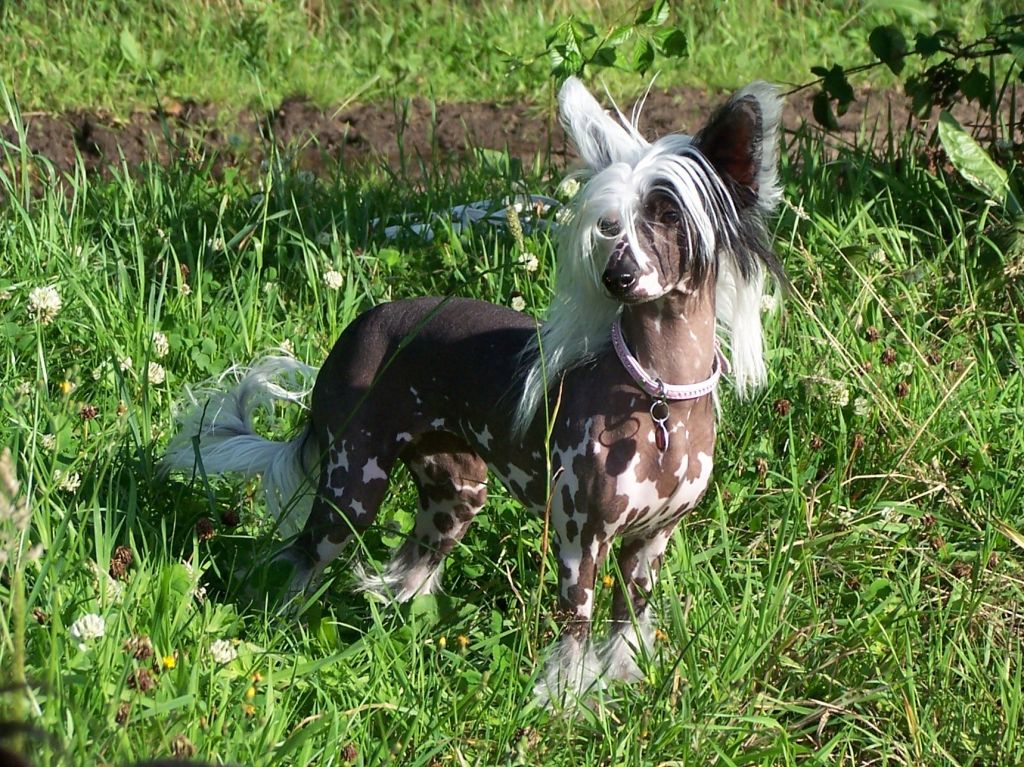 Ama-Tsu-Kami Corrigan