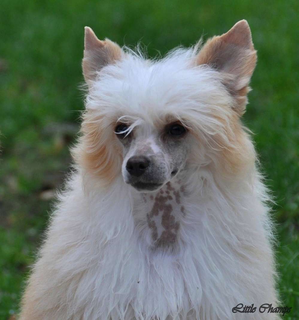 Music like Little Champs