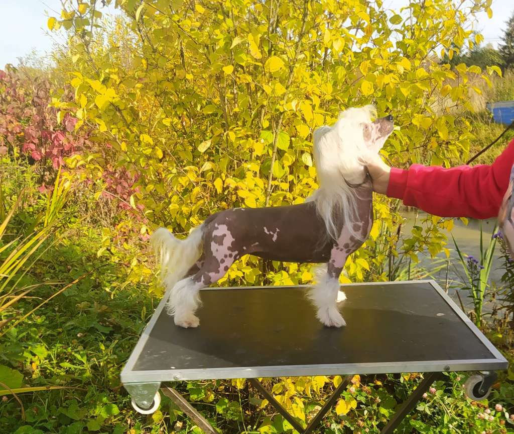 Angel O' Check Tiare