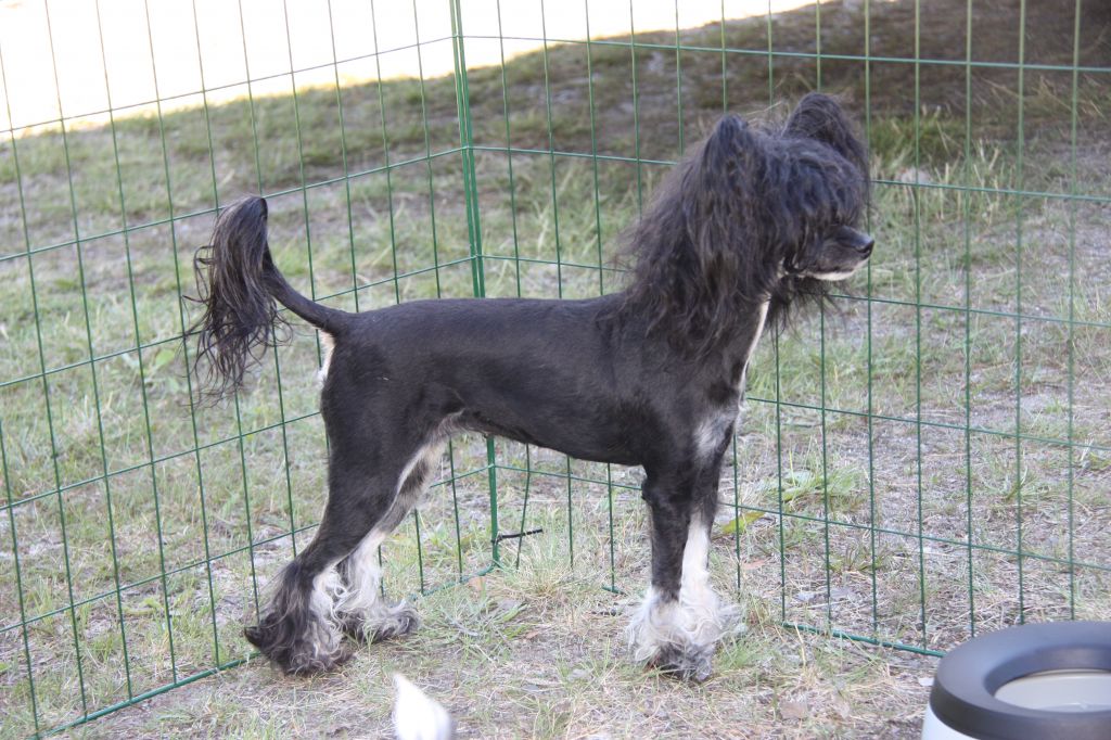 Stormblåstens Jezebel O'Zalex