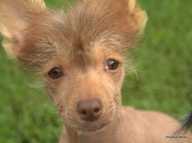 Shadow White Maurice