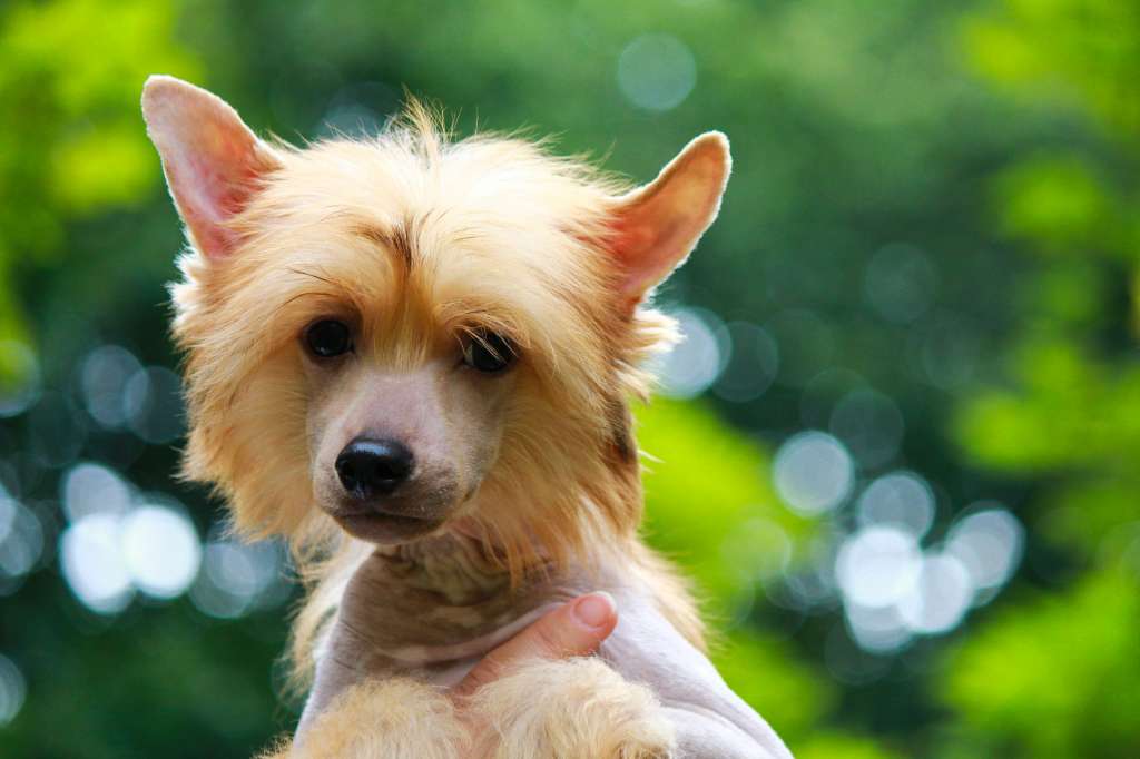 Inari Kin Absinthe Maktub