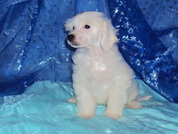 Geares Imperia (Empire)