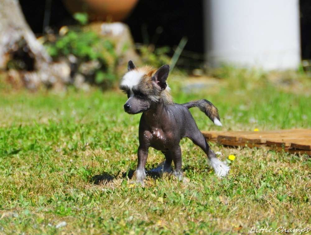 Red Love Little Champs