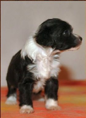 Lonesome Cowboy Della Castafiore