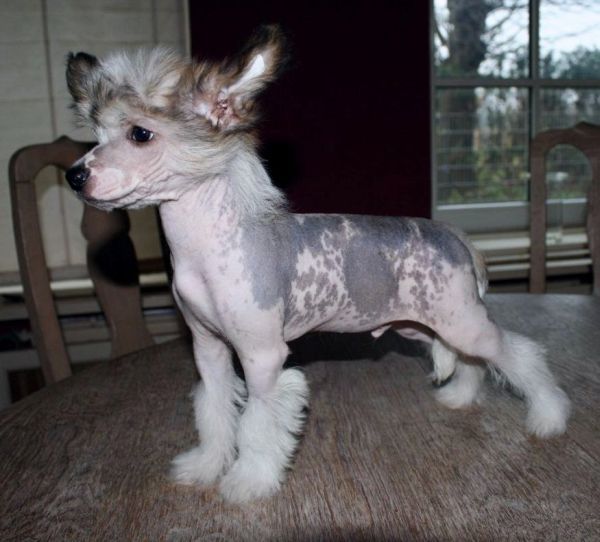 Be My Dog's Chizumulu Blue