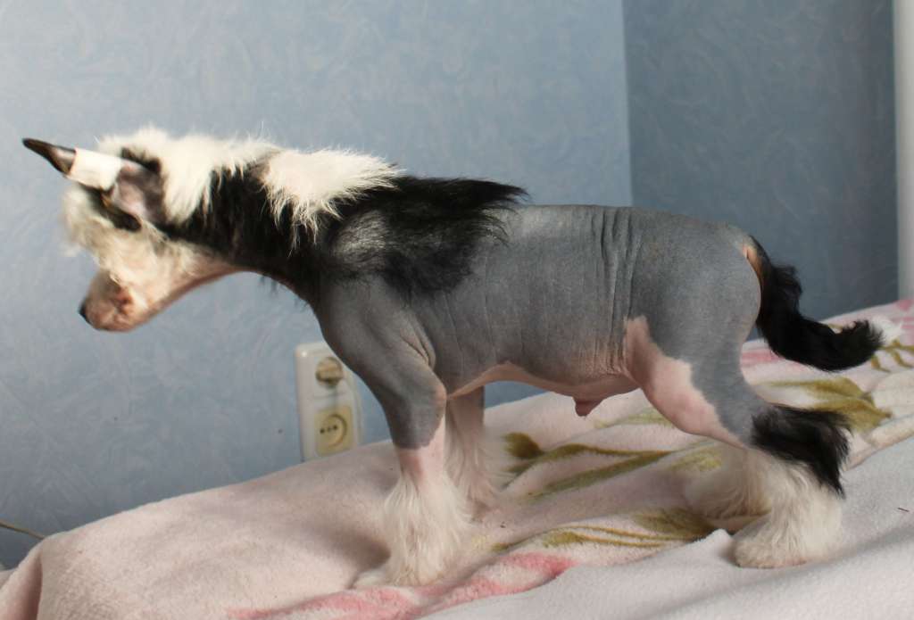 Ineffable Joy iz Clana Timurlana