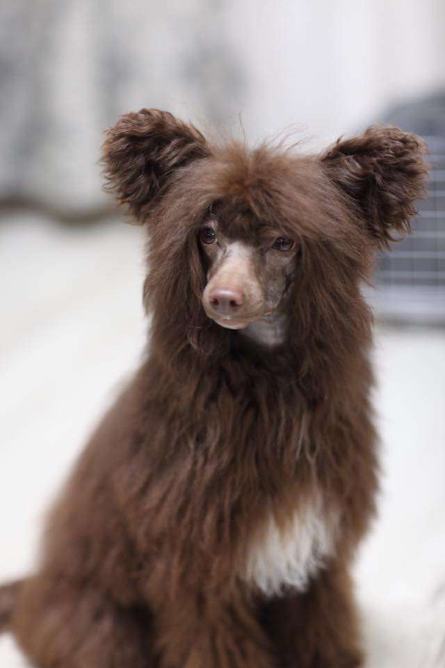 Charuyuschiy Soblazn Adrian