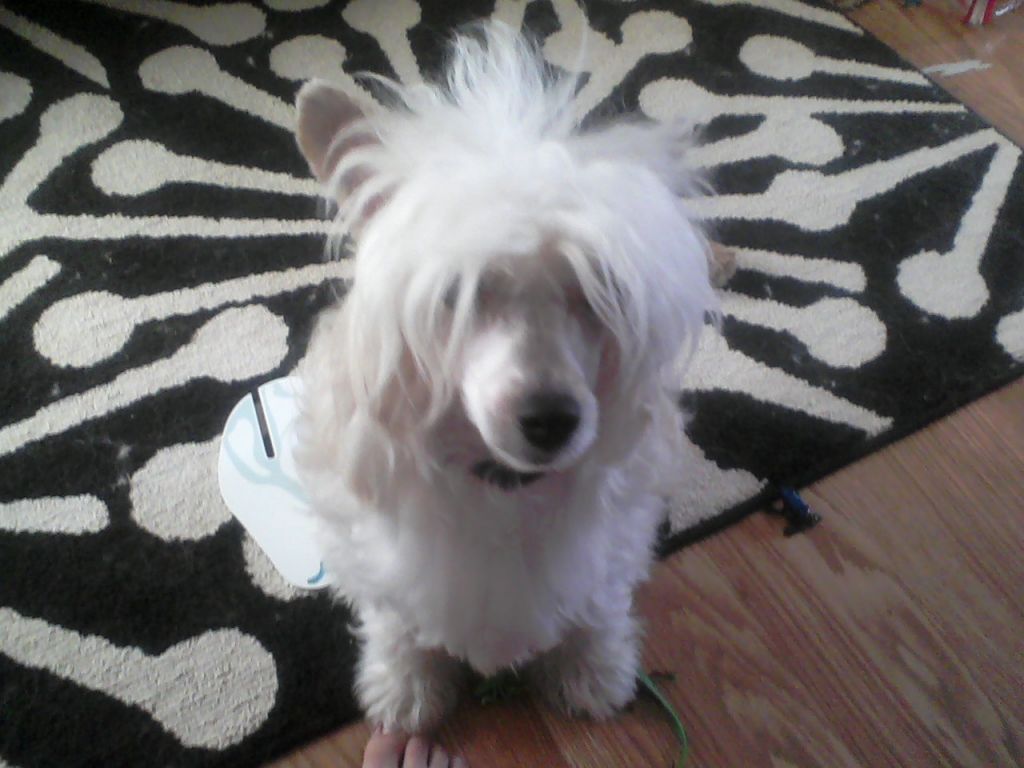 Evercrest's Why Is The Rum Gone?