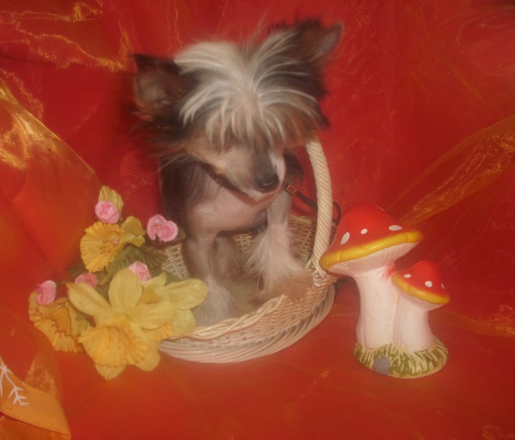 Frendor's Sunny side down