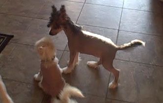 Sakkarra Scarlett No'Haira