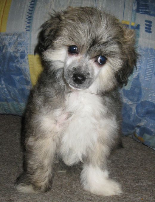 Angel O' Check Forsage.