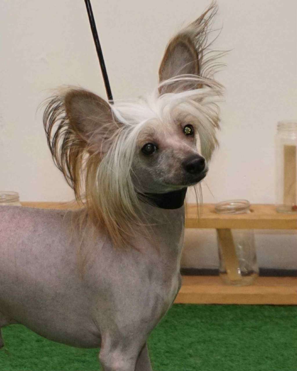 Curlycrest's No Filth Under My Kilt