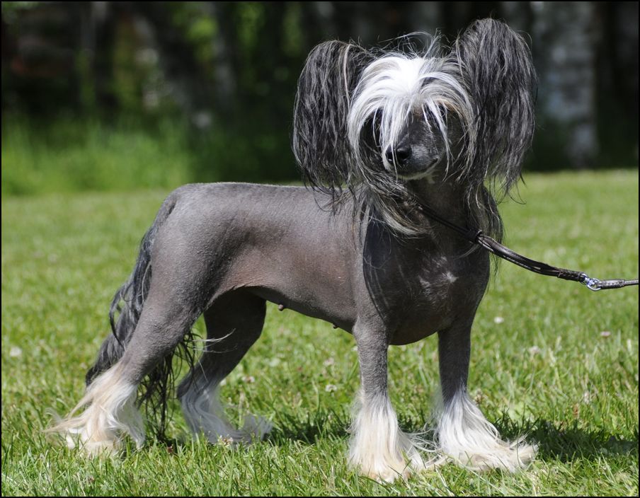 Stormblåstens Rose Tattoo