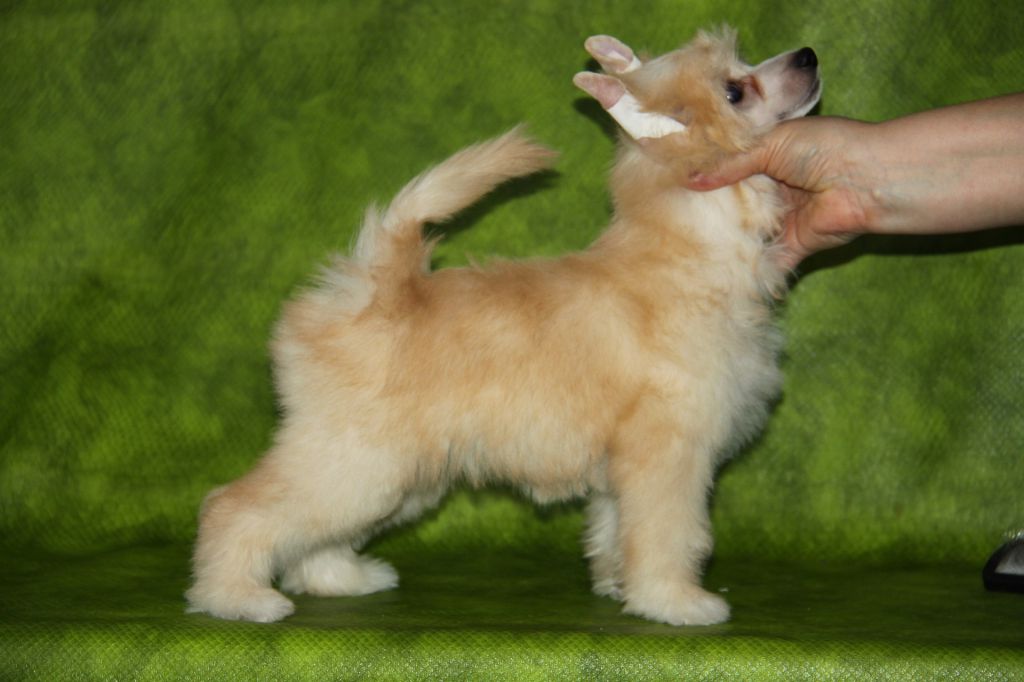 Zheneva-Debjut Expressiv