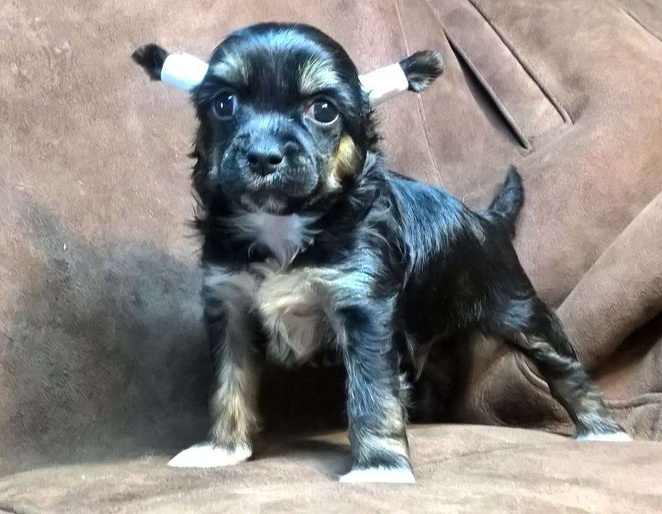 Tomassino Glad  iz Clana Timurlana