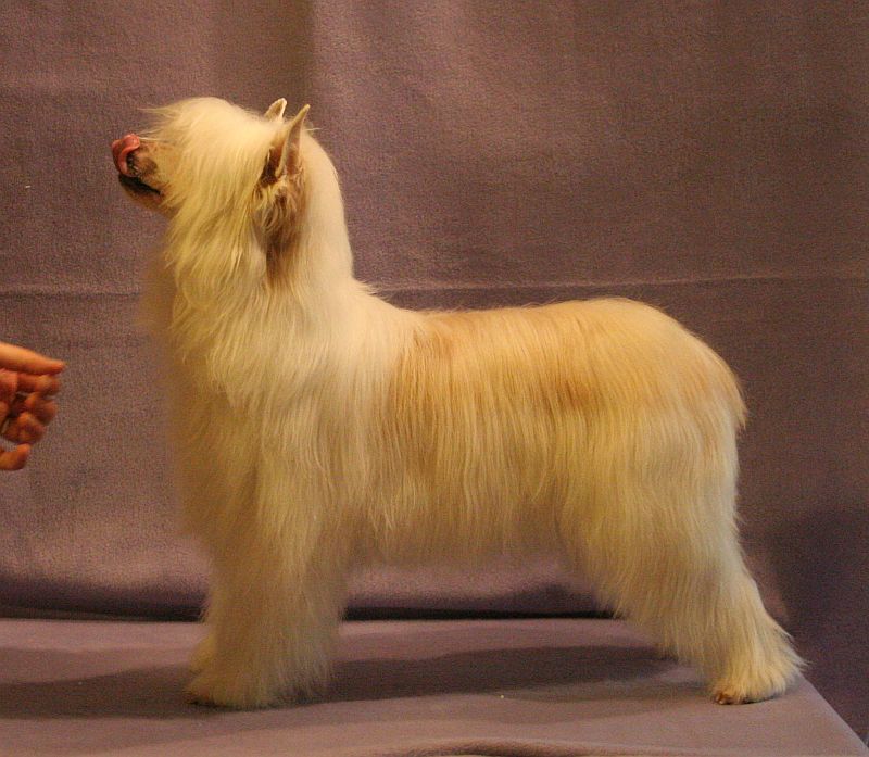 Manon Lescaut Z Królestwa Motyli