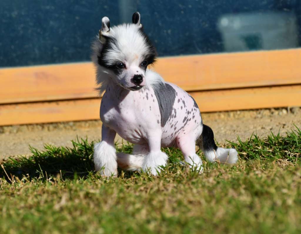 Little Dog Of Dream Pretty Poupée