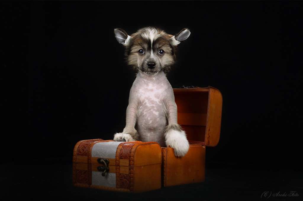 Style Bravo Stanford Ilatani Style